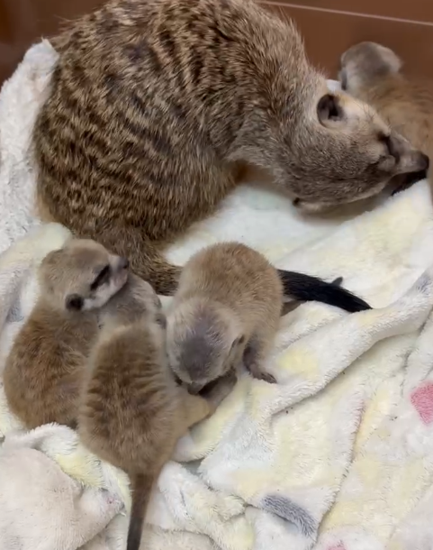 お迎え(生体販売)・動物さん飼育用品 - 神戸 お出かけ・デート 
